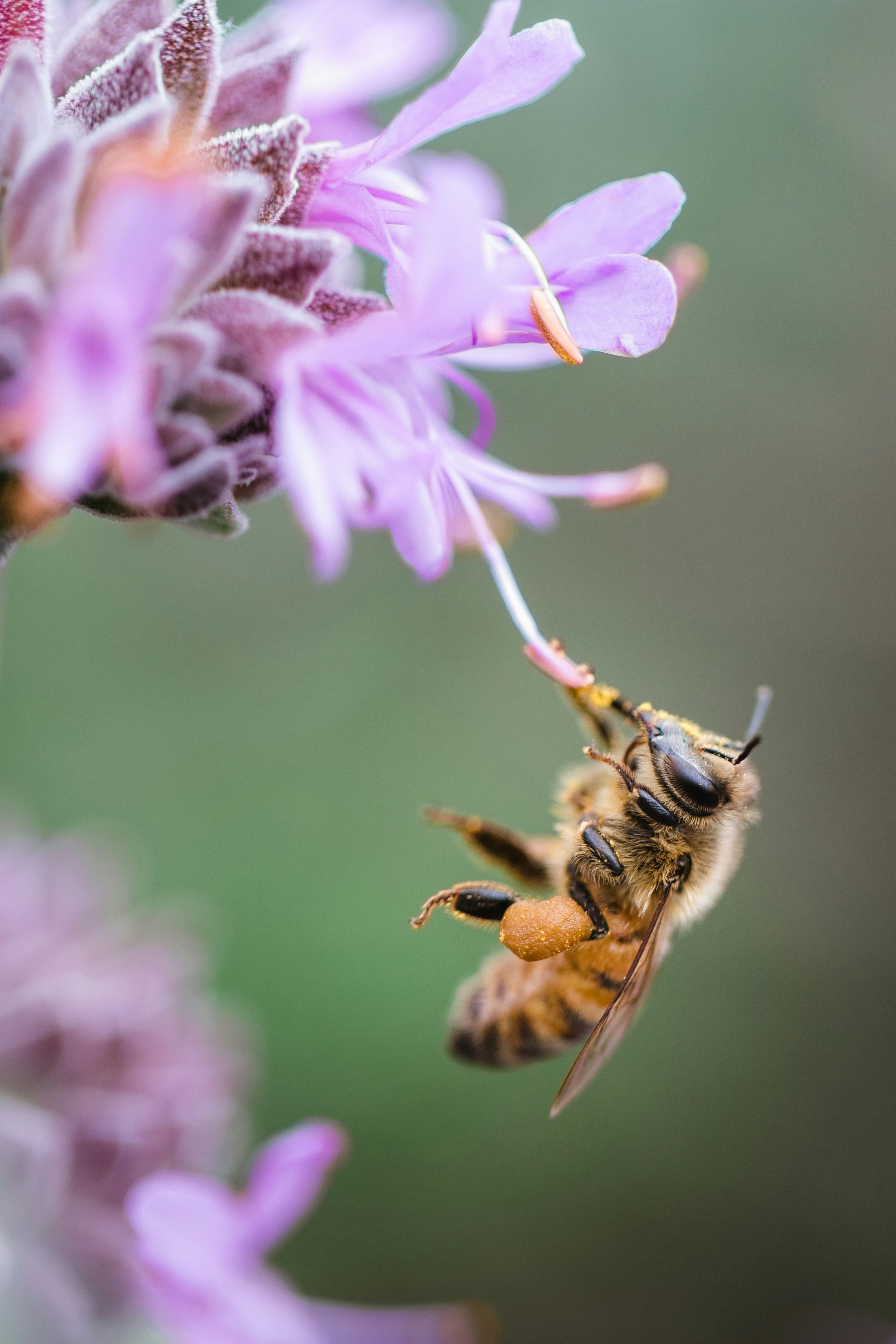 If You Are the Honey, I Am the Hum: How I Handle the Grief of the Bees and Ecological Decline